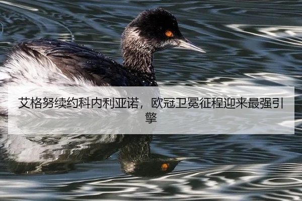 ai-ge-nu-xu-yue-ke-nei-li-ya-nuo-ou-guan-wei-mian-zheng-cheng-ying-lai-zui-qiang-yin-qing-3-207.jpg